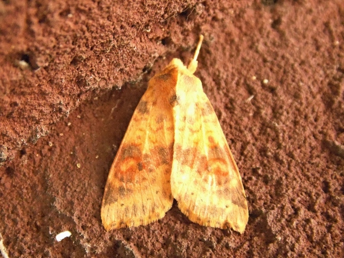 Noctuidae da determinare